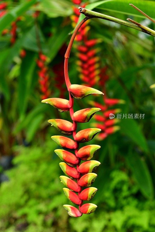 Heliconia /龙虾爪/巨嘴鸟峰